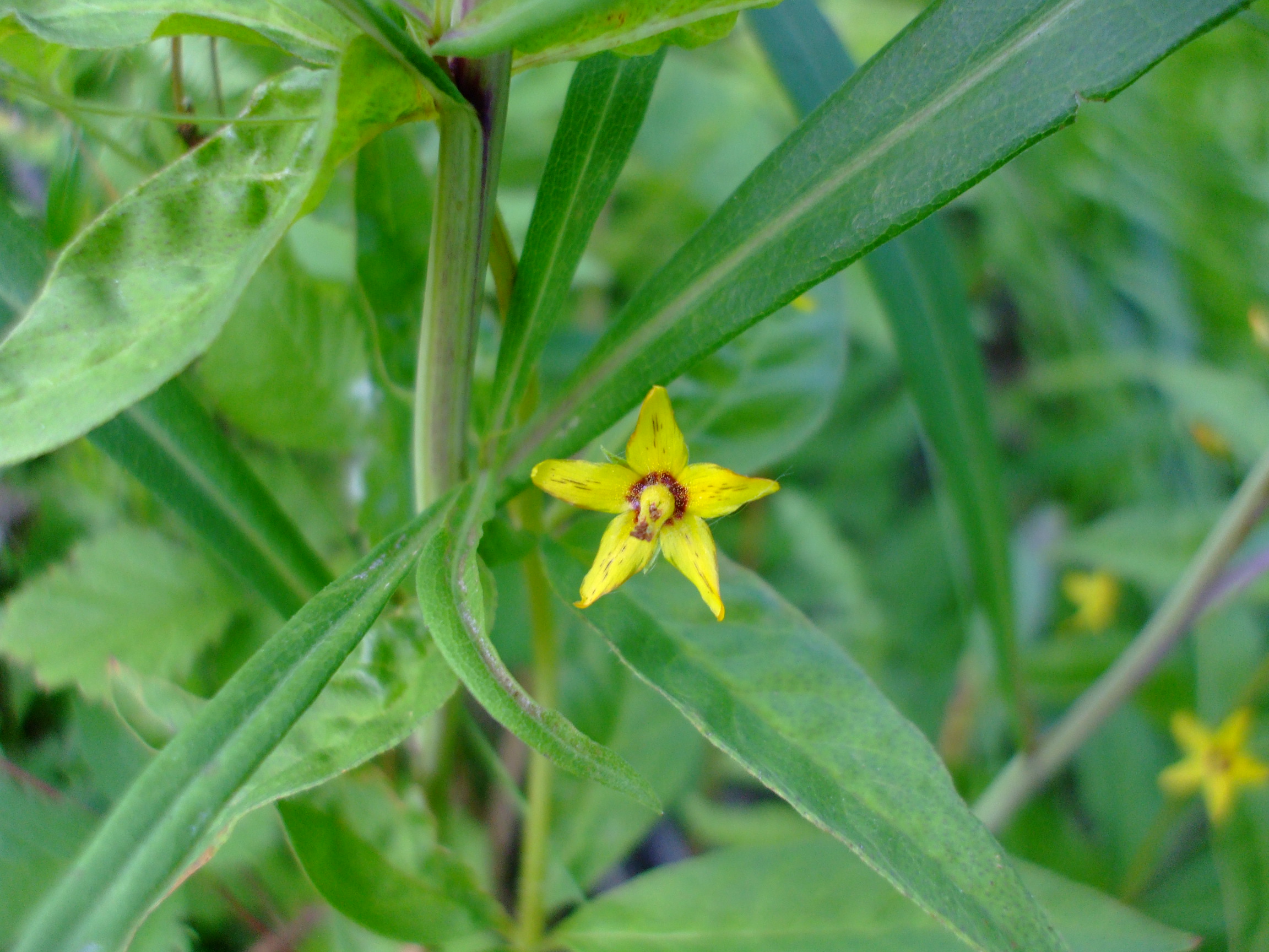 Lysimachia quadrifolia